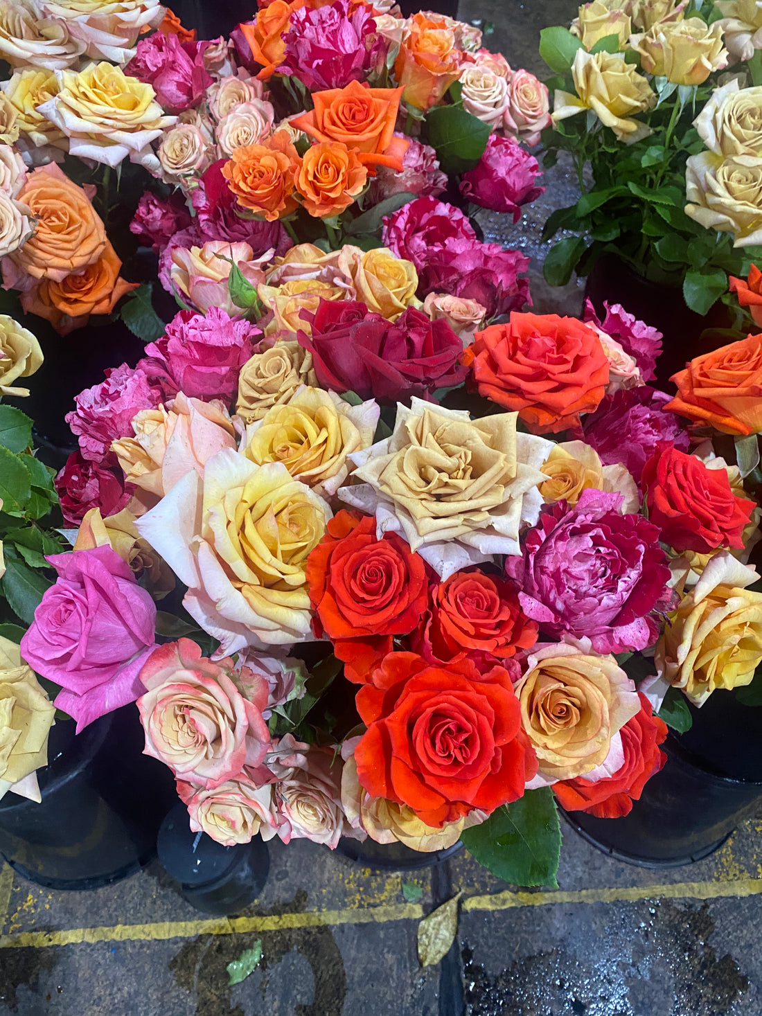 Bold Botanicals supply locally grown NSW or Victorian garden roses.