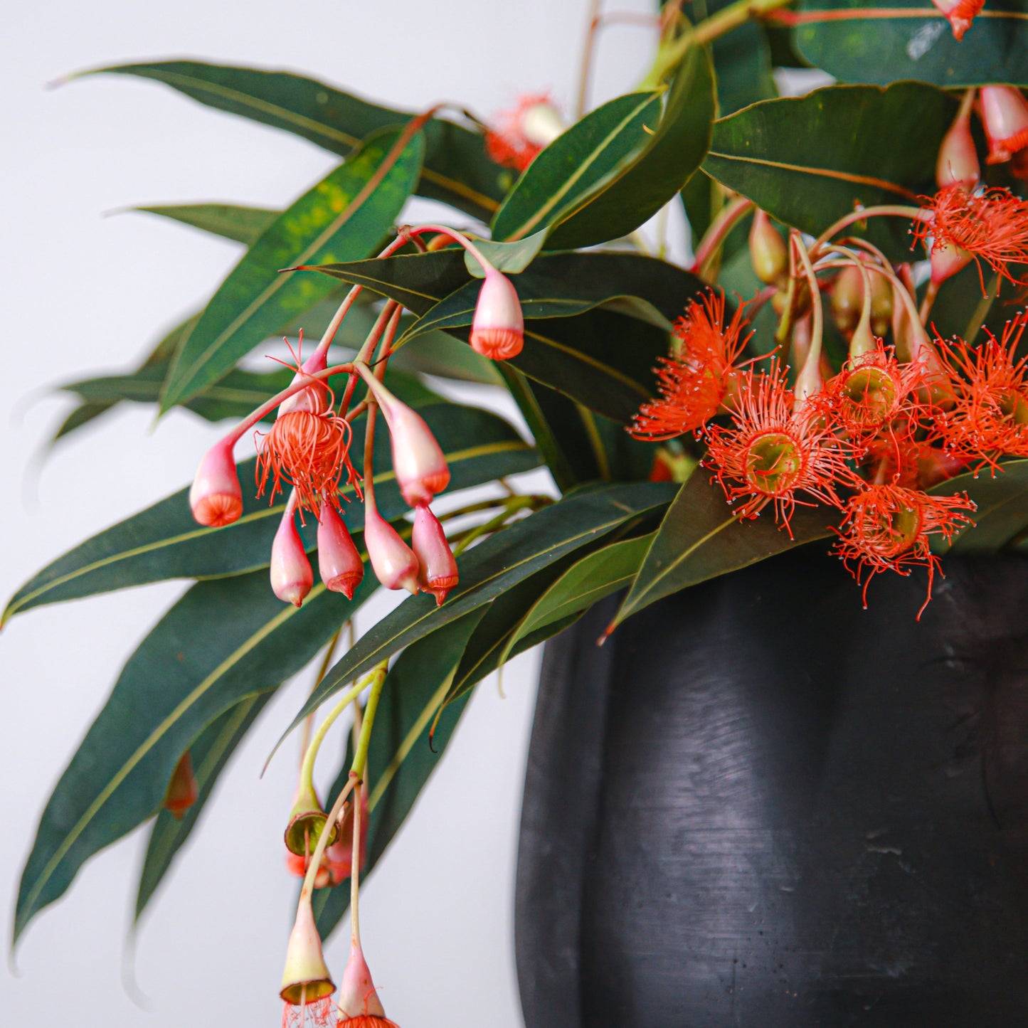 Standard size corporate arrangement featuring vibrant orange flowering Gum (natives)