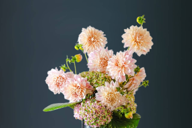 White and pink Cafe au lait Dahlias and premium hydrangea flowers arranged in a metal vase