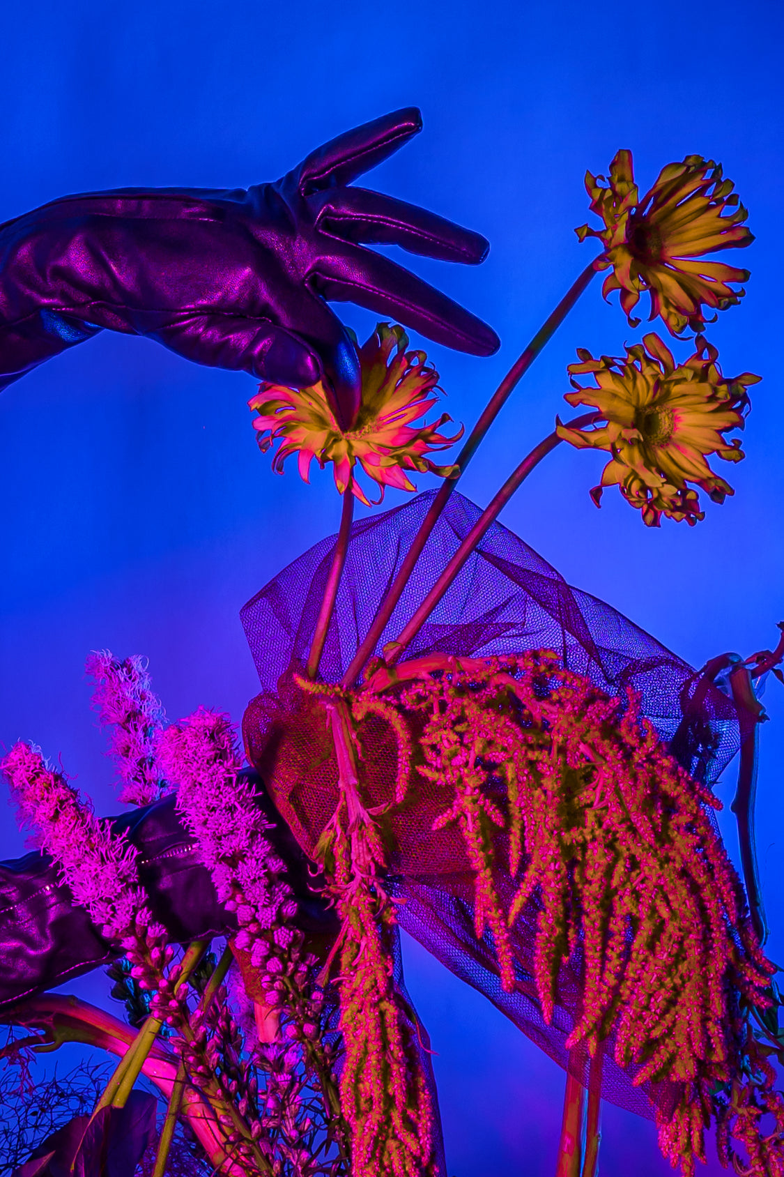 A kink leather gloved hand dips into a neon gardenscape artistically by Bold Botanicals