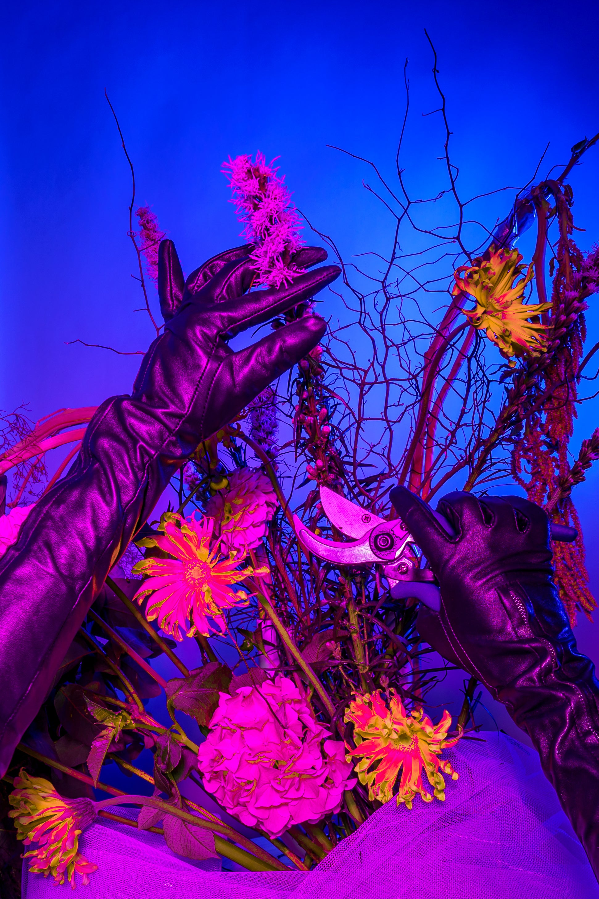 A latex gloved hand dips into a neon gardenscape artistically by Bold Botanicals