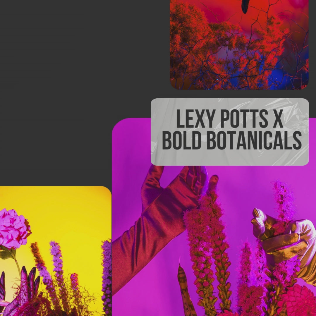 A short reel about neon gardenscapes and flowers by Bold Botanicals Sydney.